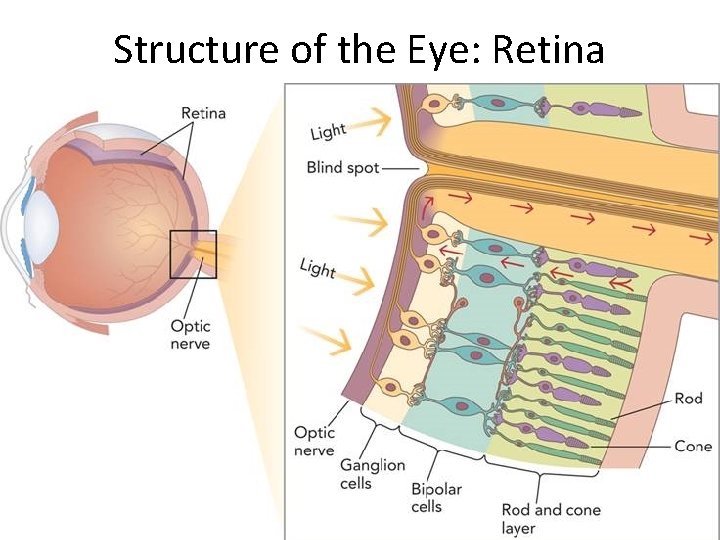 Structure of the Eye: Retina 