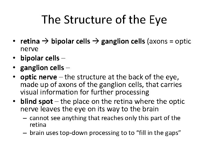 The Structure of the Eye • retina bipolar cells ganglion cells (axons = optic