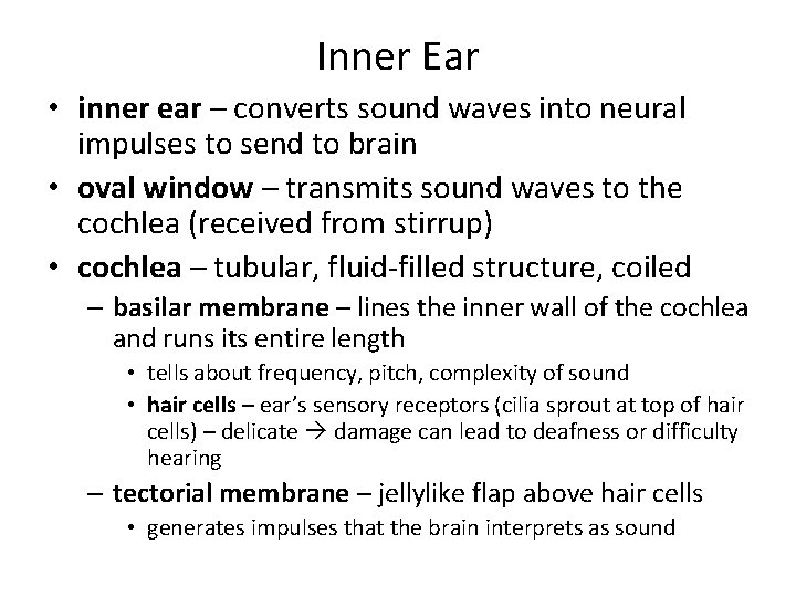 Inner Ear • inner ear – converts sound waves into neural impulses to send