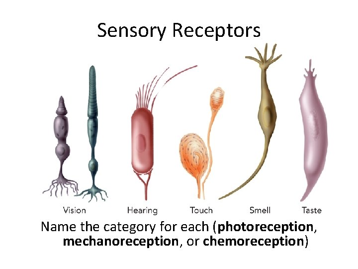 Sensory Receptors Name the category for each (photoreception, mechanoreception, or chemoreception) 