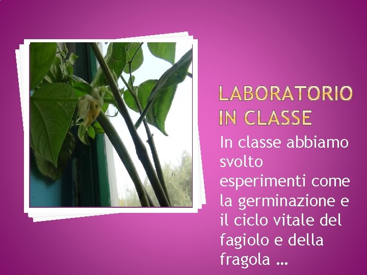In classe abbiamo svolto esperimenti come la germinazione e il ciclo vitale del fagiolo