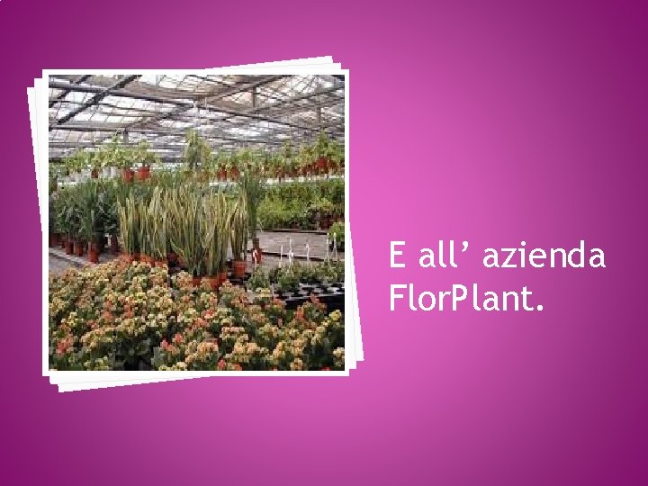 E all’ azienda Flor. Plant. 