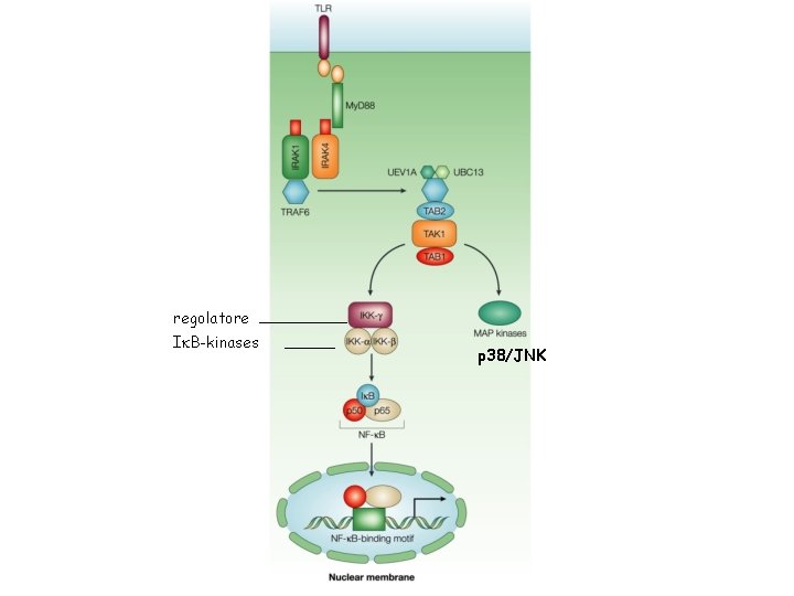 regolatore Ik. B-kinases p 38/JNK 