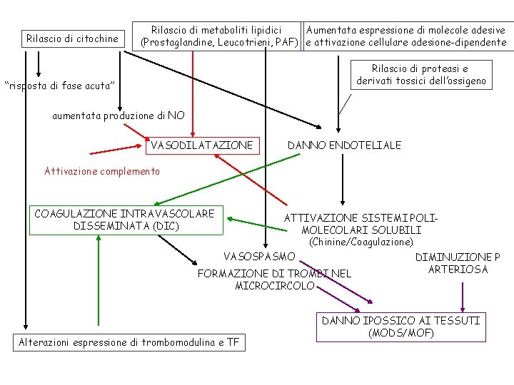 Rilascio di citochine Rilascio di metaboliti lipidici Aumentata espressione di molecole adesive (Prostaglandine, Leucotrieni,