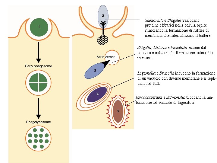 Salmonelle e Shigelle traslocano proteine effettrici nella cellula ospite stimolando la formazione di ruffles