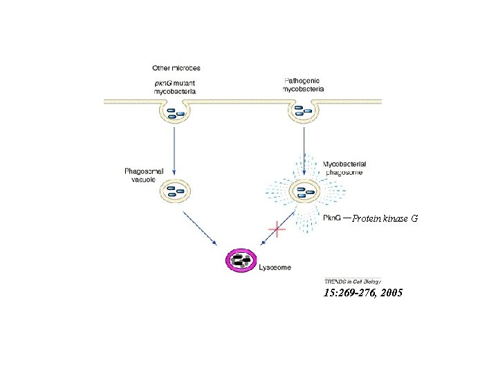 Protein kinase G 15: 269 -276, 2005 