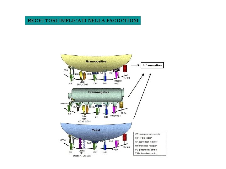 RECETTORI IMPLICATI NELLA FAGOCITOSI 