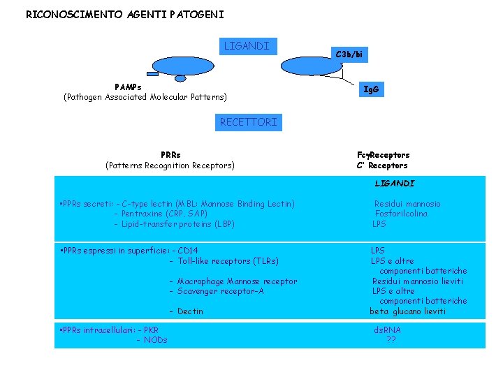 RICONOSCIMENTO AGENTI PATOGENI LIGANDI PAMPs (Pathogen Associated Molecular Patterns) C 3 b/bi Ig. G