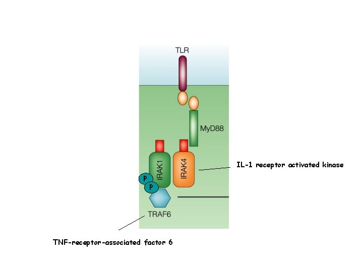 IL-1 receptor activated kinase P P TNF-receptor-associated factor 6 
