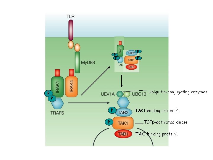 P P P Ubiquitin-conjugating enzymes P P P TAK 1 binding protein 2 TGFb-activated