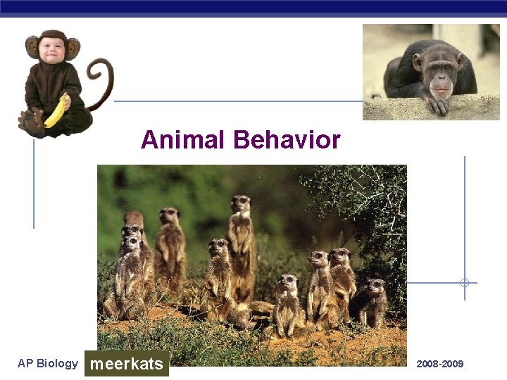 Animal Behavior AP Biology meerkats 2008 -2009 