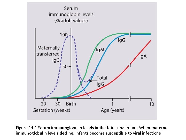 Figure 14. 1 Serum immunoglobulin levels in the fetus and infant. When maternal immunoglobulin