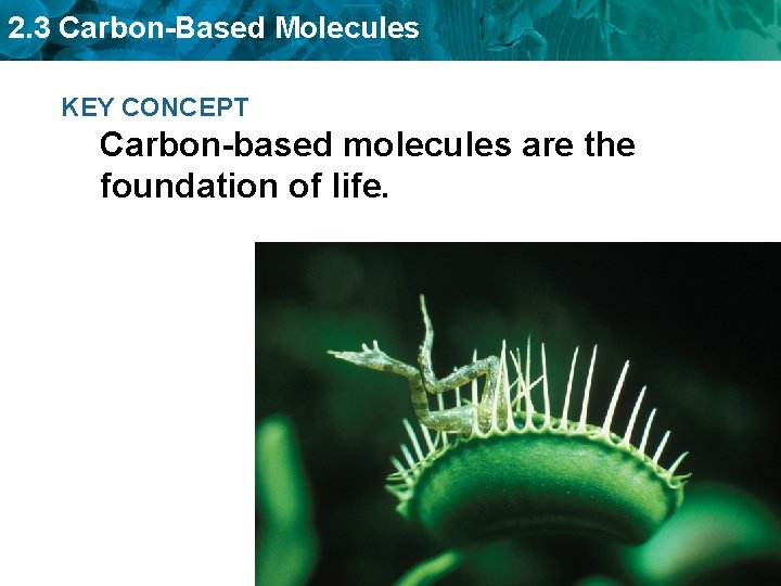 2. 3 Carbon-Based Molecules KEY CONCEPT Carbon-based molecules are the foundation of life. 