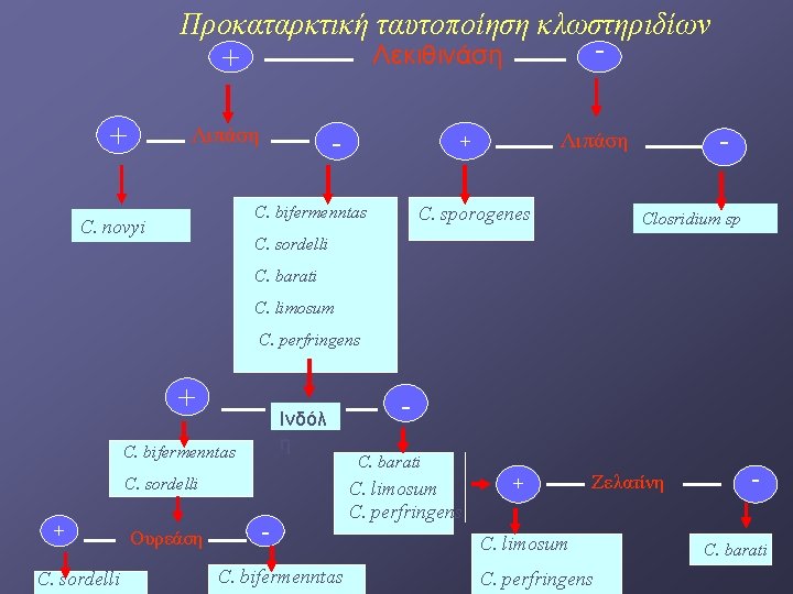 Προκαταρκτική ταυτοποίηση κλωστηριδίων Λεκιθινάση + - Λιπάση - C. bifermenntas C. novyi Λιπάση +