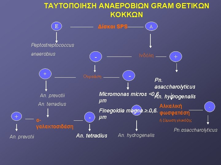 ΤΑΥΤΟΠΟΙΗΣΗ ΑΝΑΕΡΟΒΙΩΝ GRAM ΘΕΤΙΚΩΝ ΚΟΚΚΩΝ E Δίσκοι SPS A Peptostreptococcus anaerobius + Ουρεάση An.