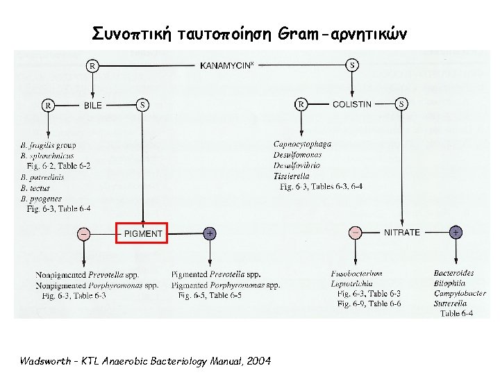 Συνοπτική ταυτοποίηση Gram-αρνητικών Wadsworth – KTL Anaerobic Bacteriology Manual, 2004 