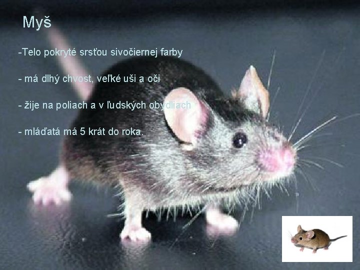 Myš -Telo pokryté srsťou sivočiernej farby - má dlhý chvost, veľké uši a oči