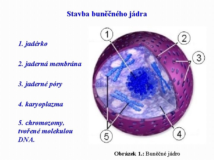 Stavba buněčného jádra 1. jadérko 2. jaderná membrána 3. jaderné póry 4. karyoplazma 5.