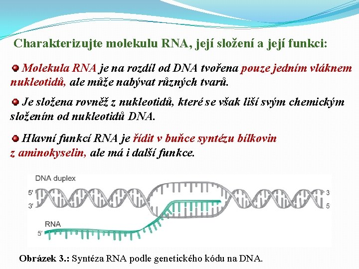 Charakterizujte molekulu RNA, její složení a její funkci: Molekula RNA je na rozdíl od