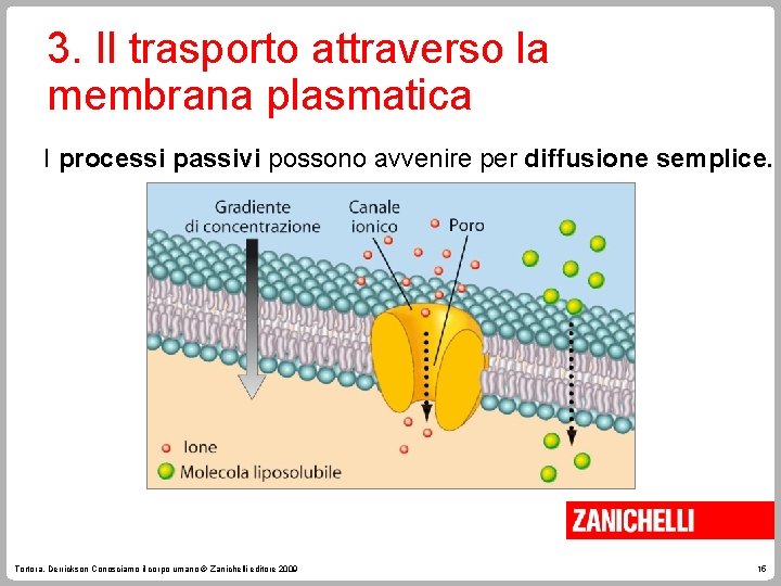 3. Il trasporto attraverso la membrana plasmatica I processi passivi possono avvenire per diffusione