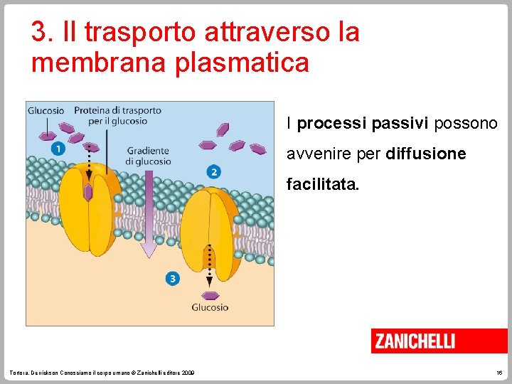 3. Il trasporto attraverso la membrana plasmatica I processi passivi possono avvenire per diffusione