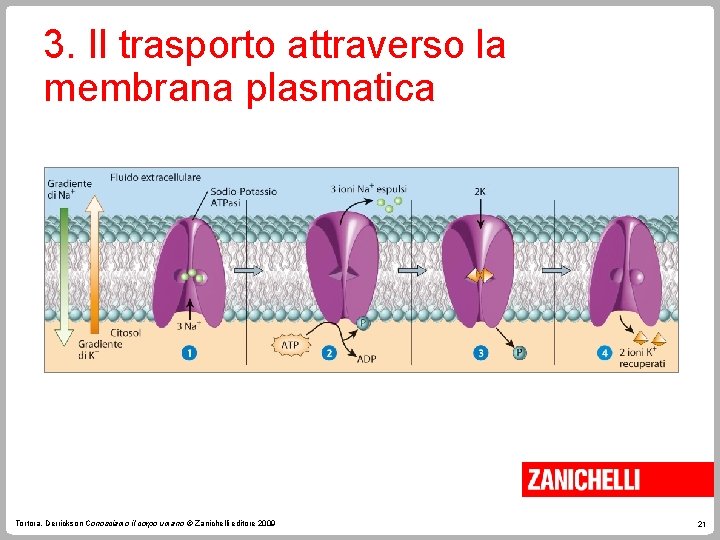3. Il trasporto attraverso la membrana plasmatica Tortora, Derrickson Conosciamo il corpo umano ©