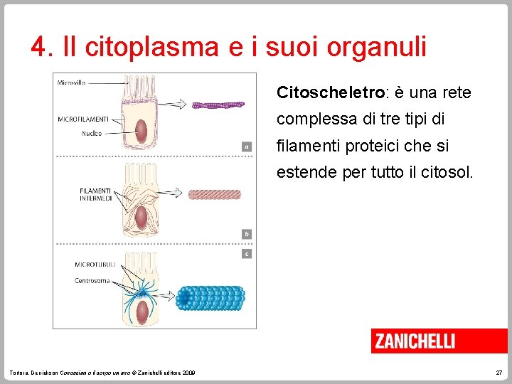 4. Il citoplasma e i suoi organuli Citoscheletro: è una rete complessa di tre