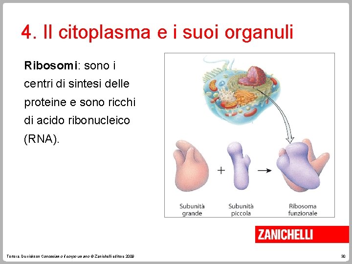 4. Il citoplasma e i suoi organuli Ribosomi: sono i centri di sintesi delle