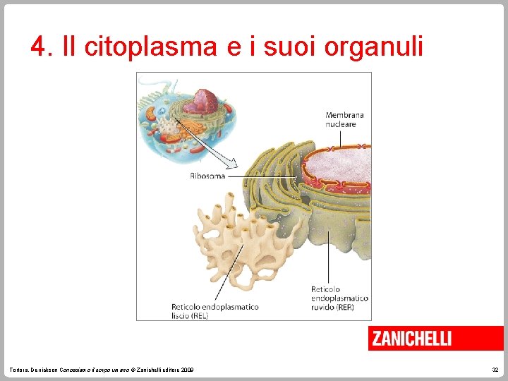 4. Il citoplasma e i suoi organuli Tortora, Derrickson Conosciamo il corpo umano ©