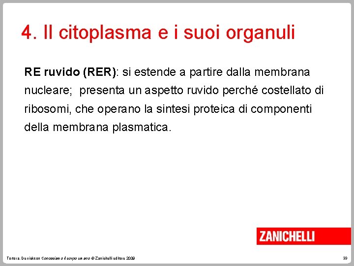 4. Il citoplasma e i suoi organuli RE ruvido (RER): si estende a partire