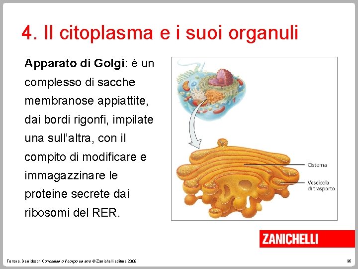 4. Il citoplasma e i suoi organuli Apparato di Golgi: è un complesso di