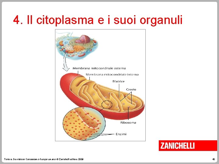 4. Il citoplasma e i suoi organuli Tortora, Derrickson Conosciamo il corpo umano ©