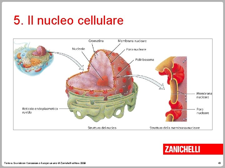 5. Il nucleo cellulare Tortora, Derrickson Conosciamo il corpo umano © Zanichelli editore 2009