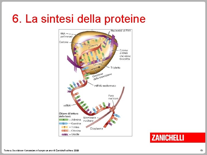 6. La sintesi della proteine Tortora, Derrickson Conosciamo il corpo umano © Zanichelli editore