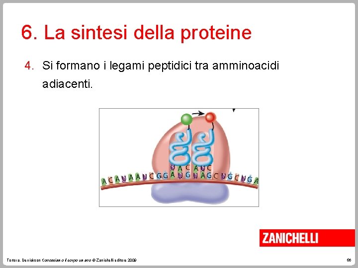 6. La sintesi della proteine 4. Si formano i legami peptidici tra amminoacidi adiacenti.