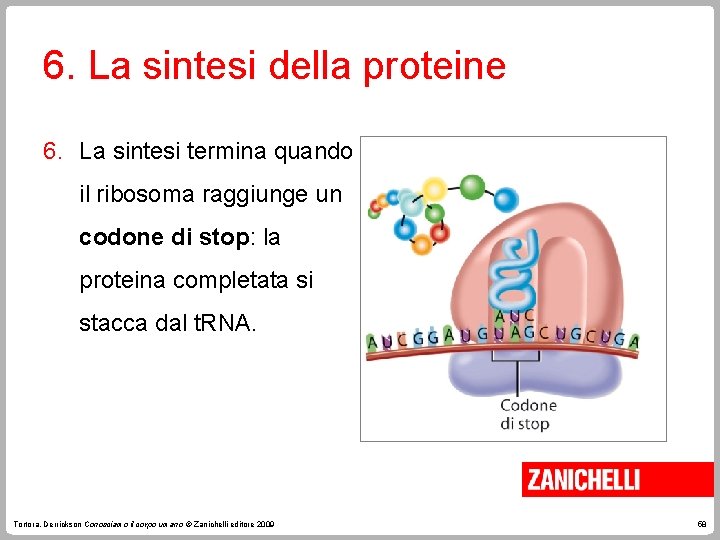 6. La sintesi della proteine 6. La sintesi termina quando il ribosoma raggiunge un