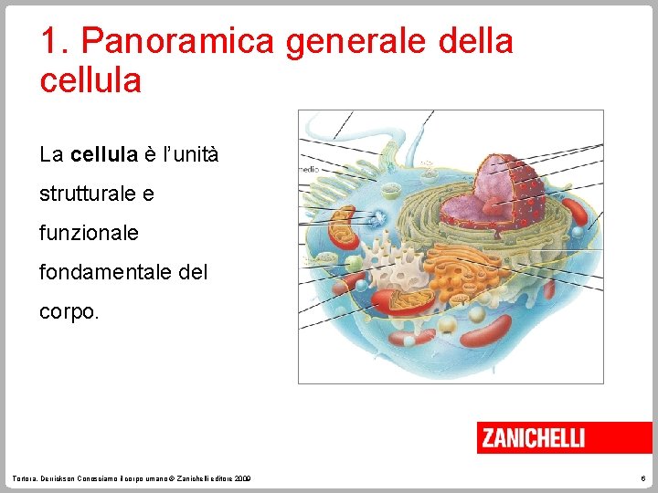 1. Panoramica generale della cellula La cellula è l’unità strutturale e funzionale fondamentale del