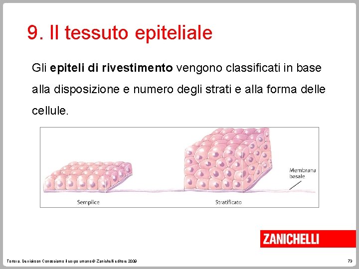 9. Il tessuto epiteliale Gli epiteli di rivestimento vengono classificati in base alla disposizione