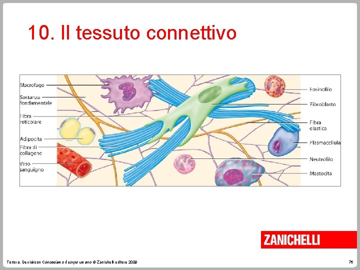 10. Il tessuto connettivo Tortora, Derrickson Conosciamo il corpo umano © Zanichelli editore 2009