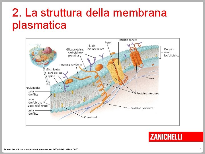2. La struttura della membrana plasmatica Tortora, Derrickson Conosciamo il corpo umano © Zanichelli