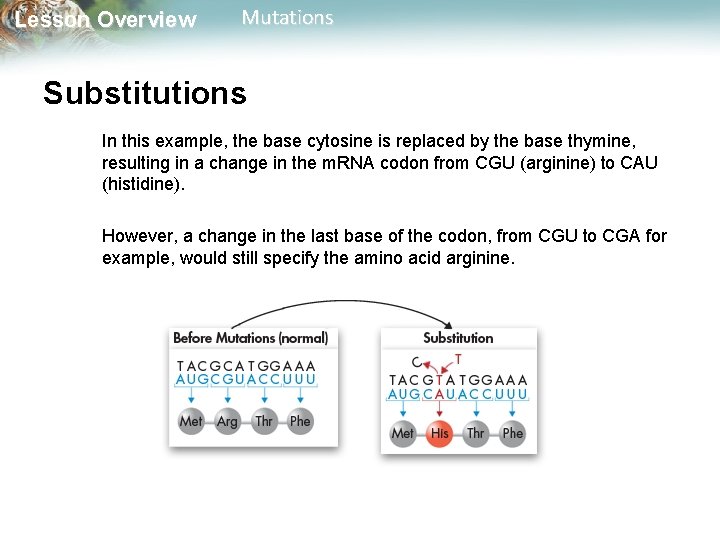 Lesson Overview Mutations Substitutions In this example, the base cytosine is replaced by the