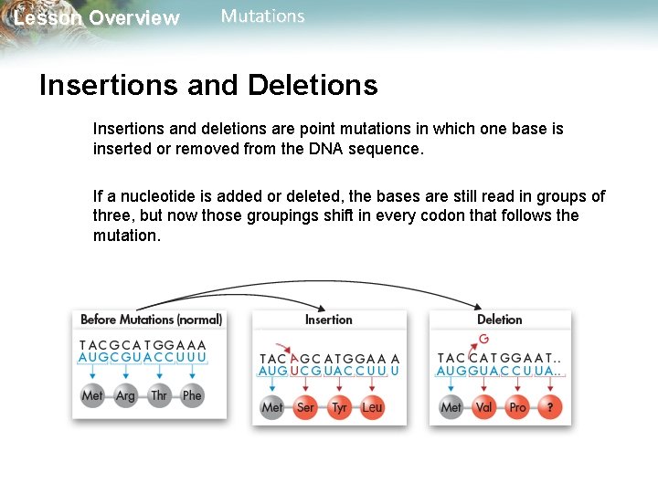 Lesson Overview Mutations Insertions and Deletions Insertions and deletions are point mutations in which