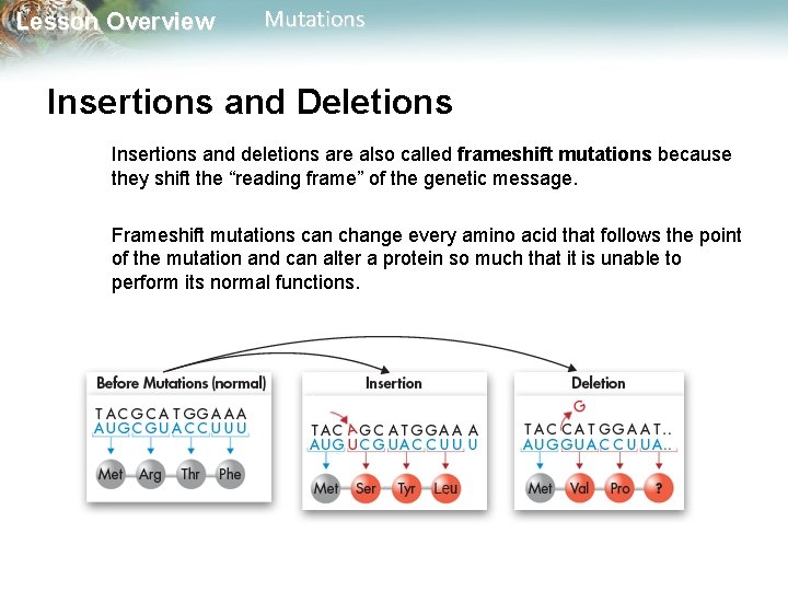 Lesson Overview Mutations Insertions and Deletions Insertions and deletions are also called frameshift mutations