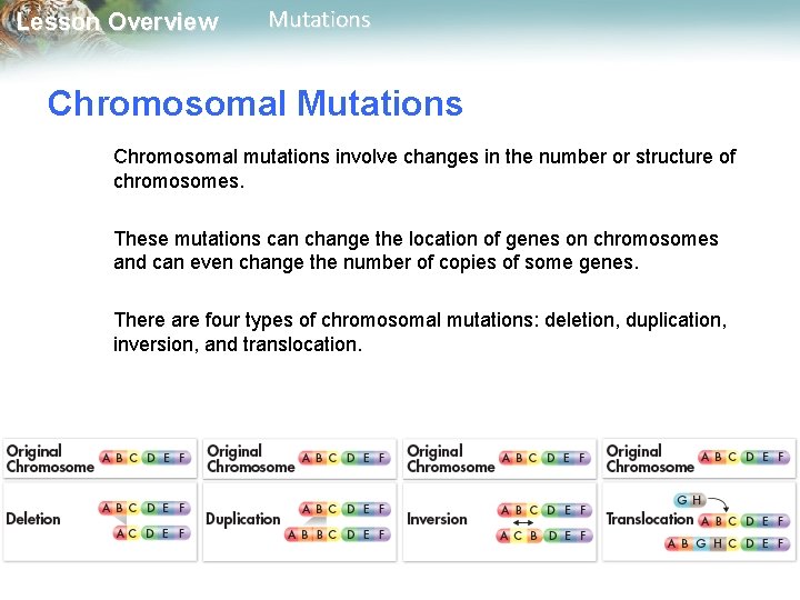 Lesson Overview Mutations Chromosomal mutations involve changes in the number or structure of chromosomes.