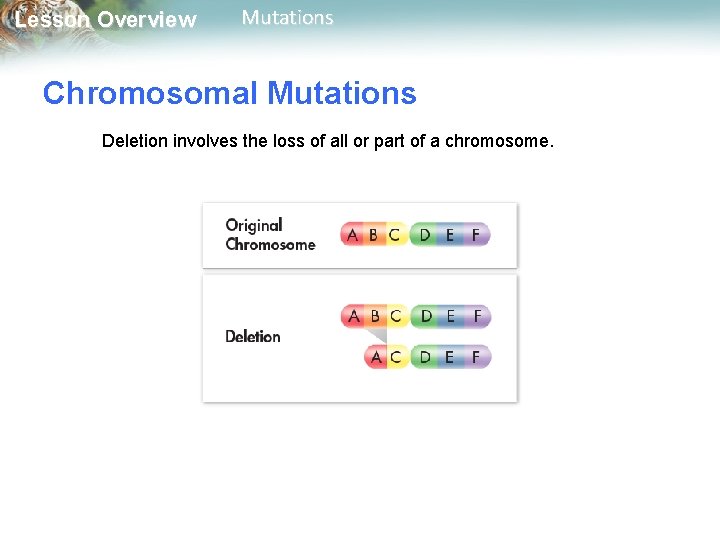 Lesson Overview Mutations Chromosomal Mutations Deletion involves the loss of all or part of