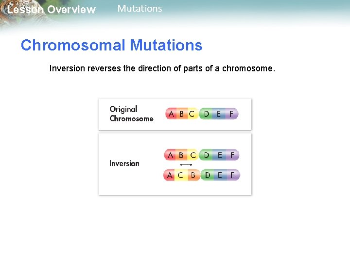 Lesson Overview Mutations Chromosomal Mutations Inversion reverses the direction of parts of a chromosome.