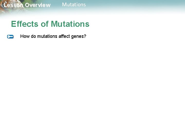 Lesson Overview Mutations Effects of Mutations How do mutations affect genes? 