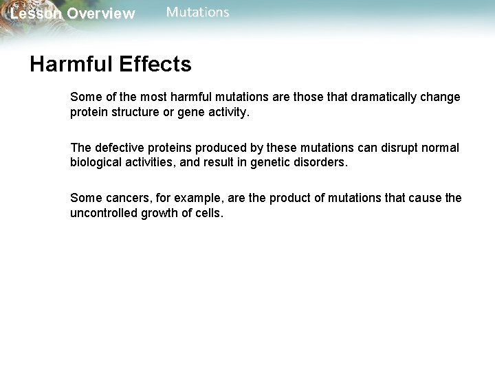 Lesson Overview Mutations Harmful Effects Some of the most harmful mutations are those that