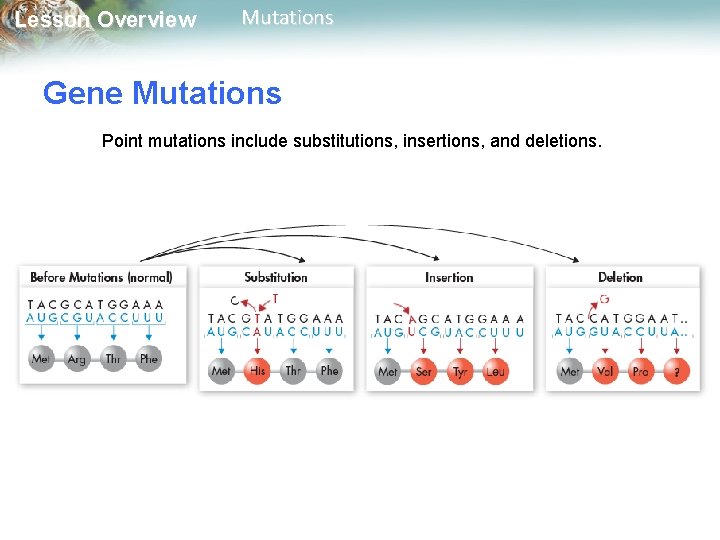 Lesson Overview Mutations Gene Mutations Point mutations include substitutions, insertions, and deletions. 