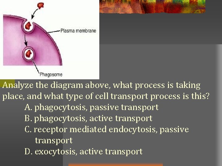 Analyze the diagram above, what process is taking place, and what type of cell